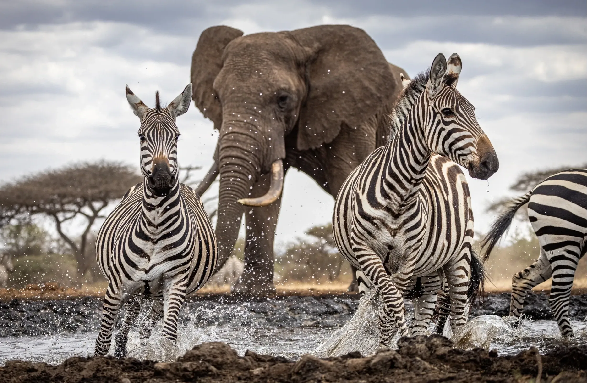 8-Day Luxury Safari Experience