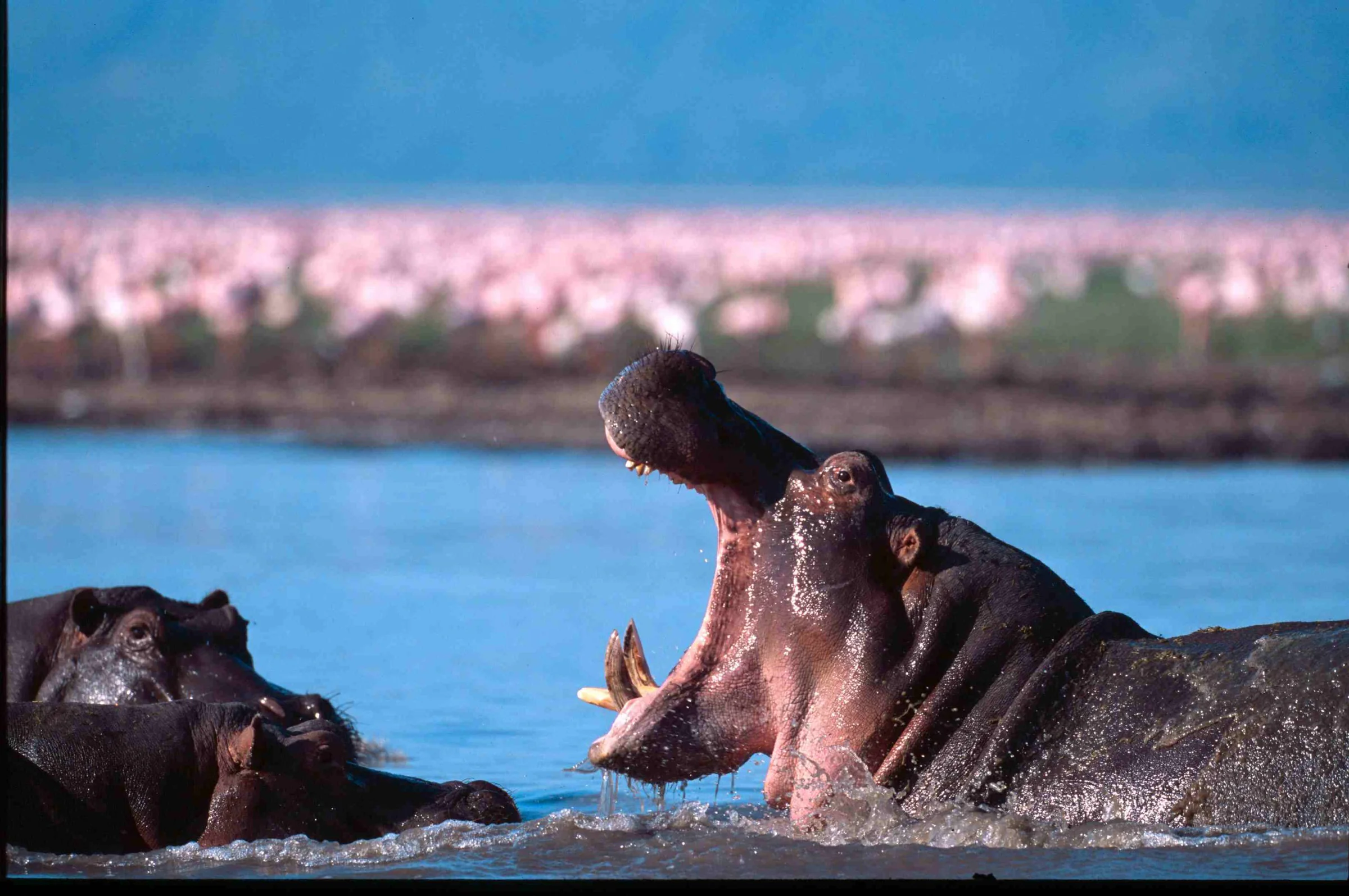 9-Day Birdwatching Safari