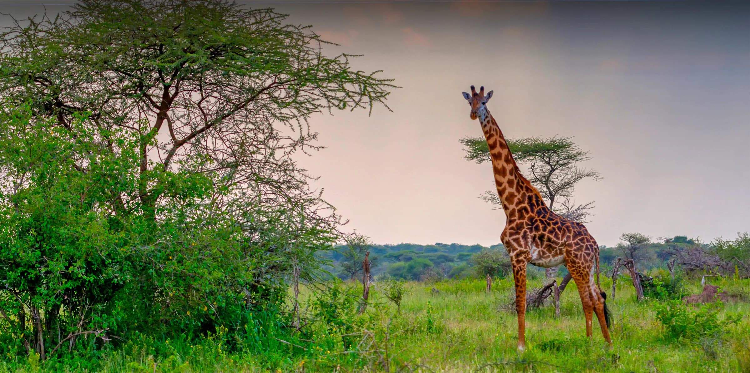 Arusha National Park Day Safari