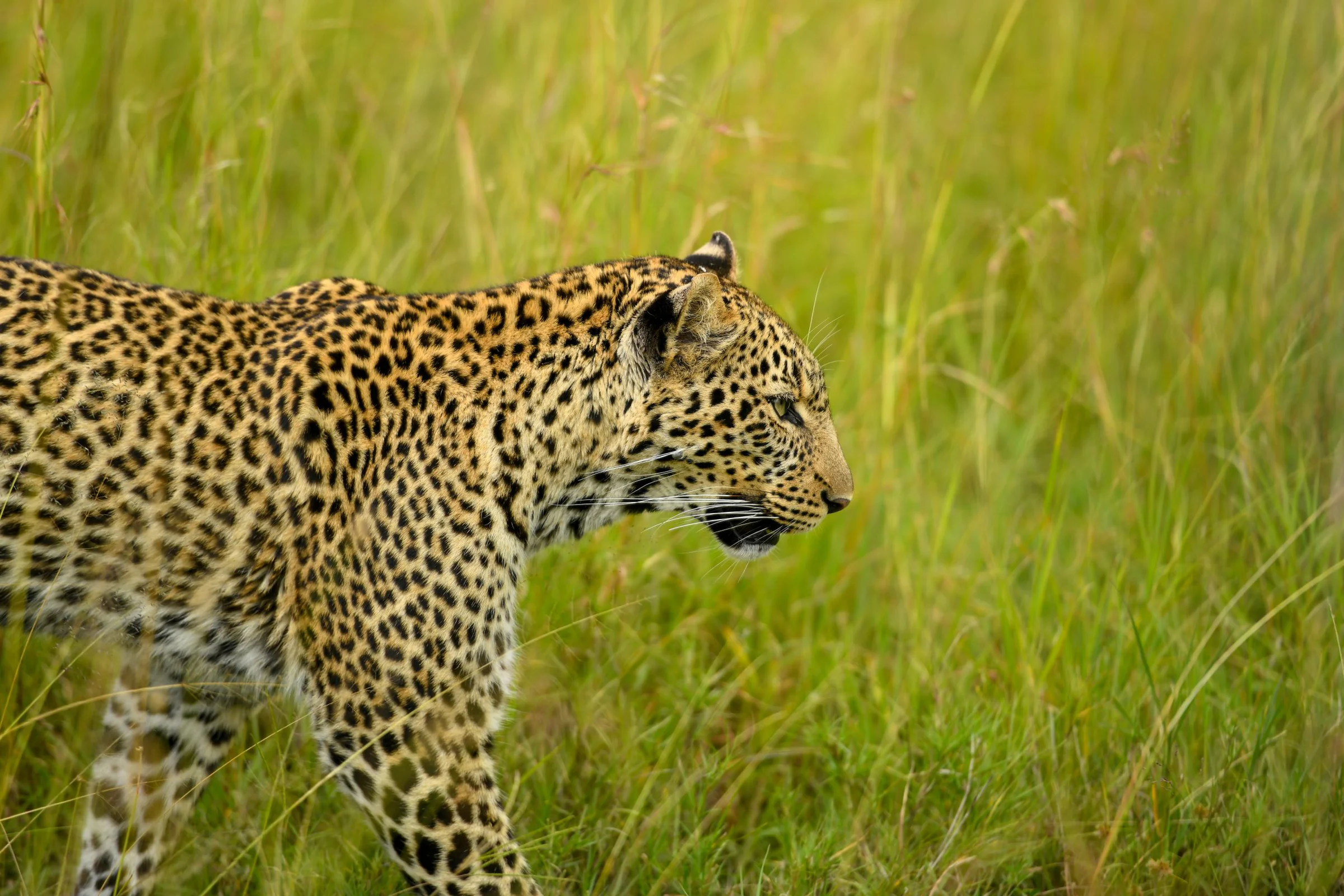 5-Day Serengeti & Ngorongoro Safari