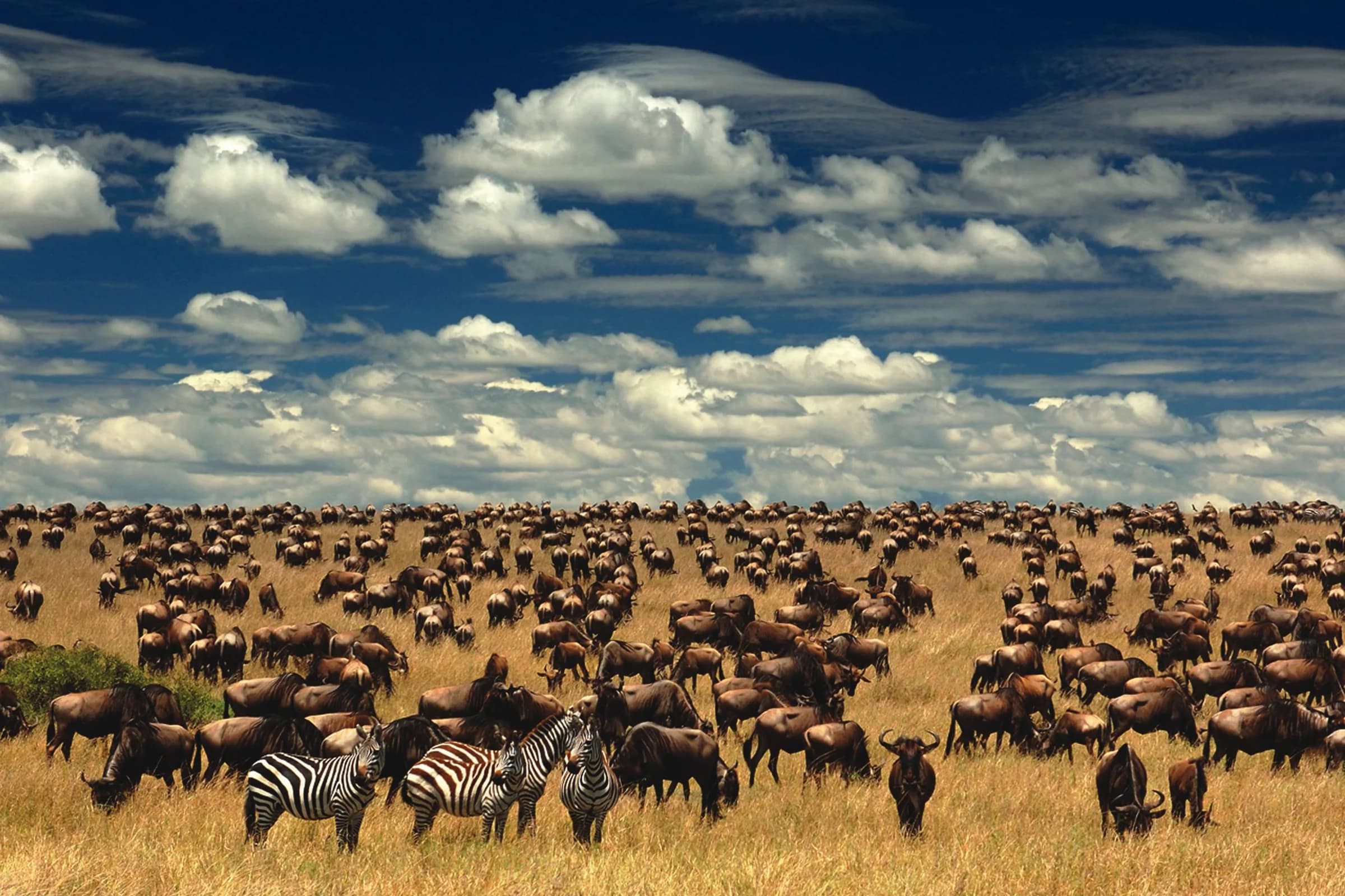 11-Day Migration Safari